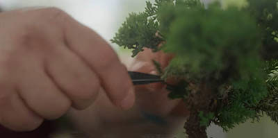 Creating and maintaining the health and look if his bonsai trees help Tim keep his mind calm and focused.