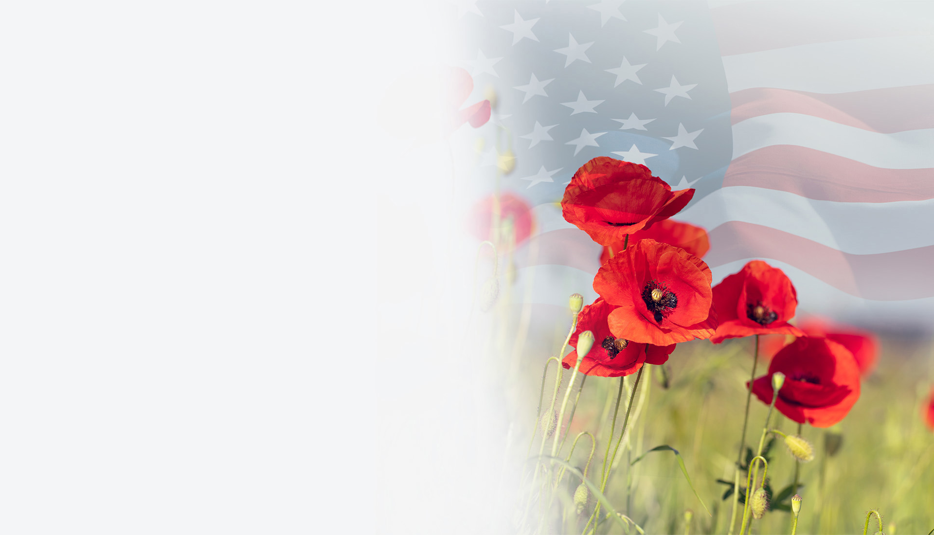 Red poppies blooming in a green field with a softly blended American flag overlay in the background.
