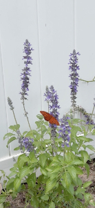 Tonya's butterfly garden
