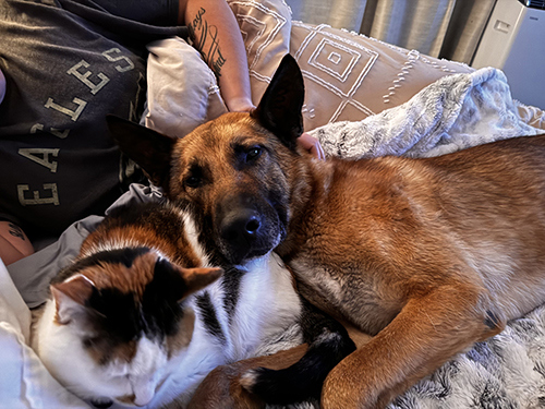 Retired Military Working Dog Bob enjoys cuddles with his new cat sibling at his adopted home.