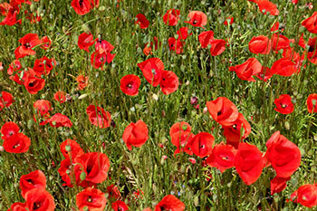 A field of red poppies.