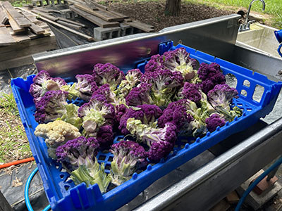 Fields 4 Valor Farms grows different crops across the farm.