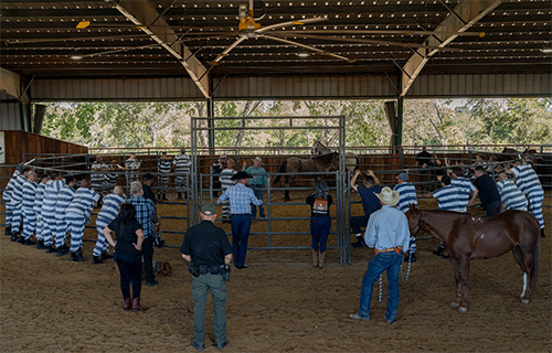 Incarcerated veterans in Texas take part in equine therapy.