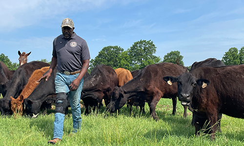 Marvin Frink with cattle