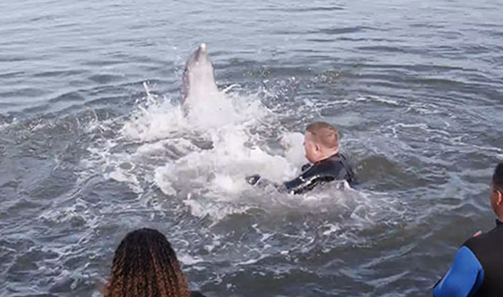 Veteranos interactúan con delfines en el Dolphin Research Center.